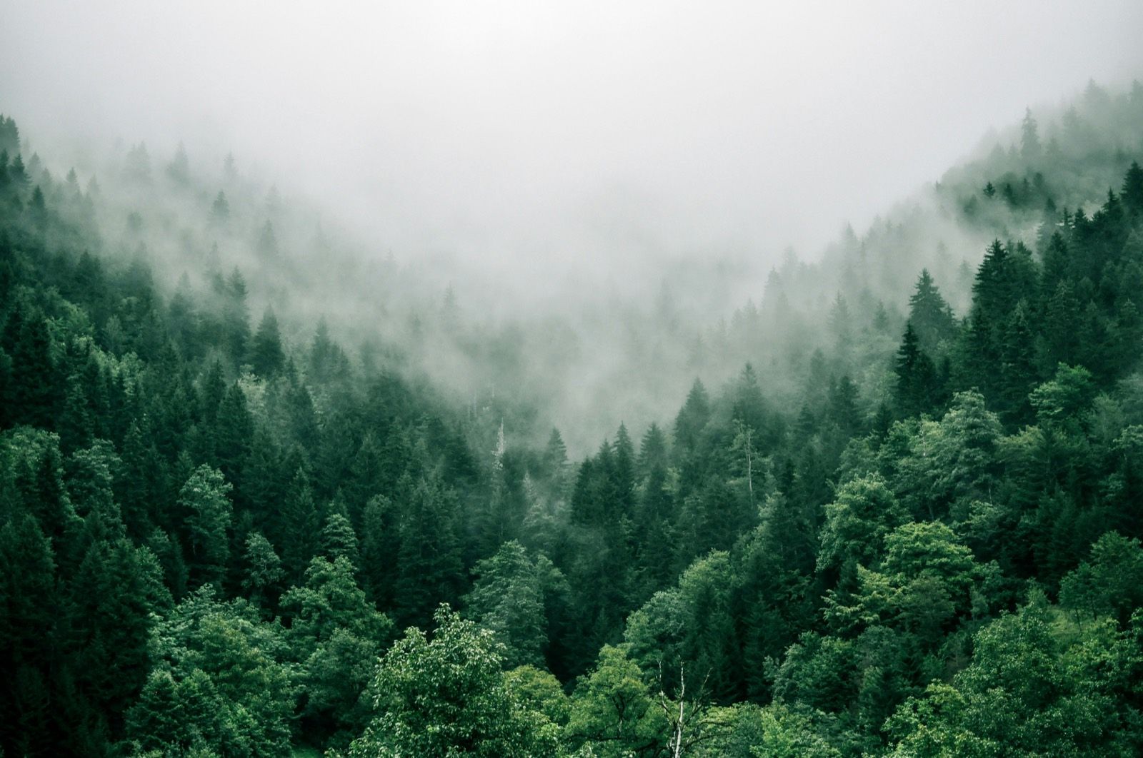 Sentiero tra alberi alti illuminato dalla luce naturale